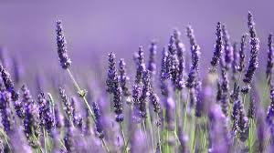 Lavender oil - Our Protect Range - The Science - PurerMama UK